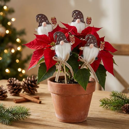 Blumenstecker Weihnachtswichtel Geschenk 6x7cm 12 St | Floristik24.de
