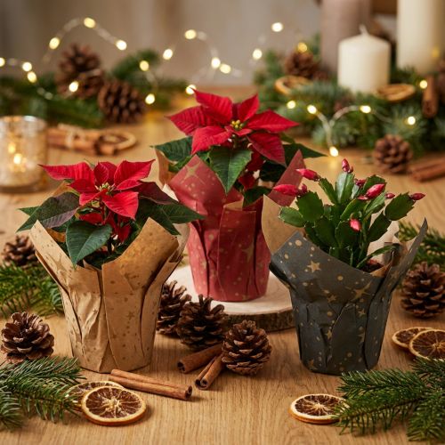 Übertopf Papier Sterne Weihnachten Ø9,5cm H10cm