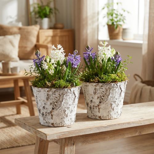 Deko-Topf Birke geweißt Pflanztopf Ø18cm H15cm 2St | Floristik24.de