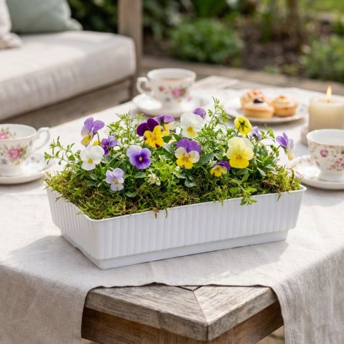 Steckschale Lara 15cm x 8cm x 4cm 10St | Floristik24.de