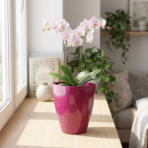 Orchideentopf glänzend Ø12,5cm Kirsche 1 St | Floristik24.de