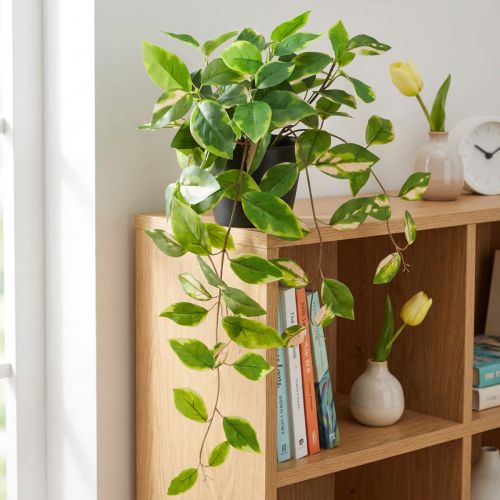 Philodendron -Scindapsus mit Topf, pflegeleicht – ideal für Büro und Zuhause 32cm | Floristik24.de
