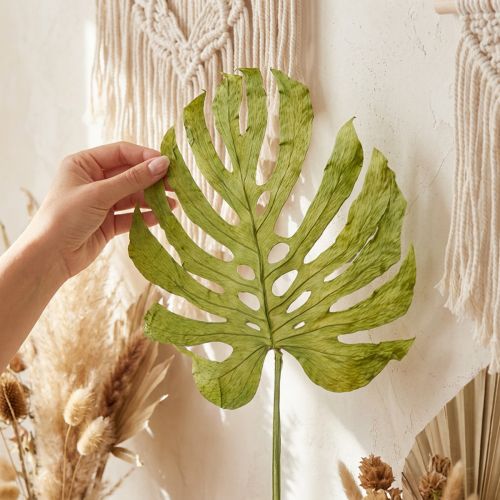 Monstera-Blätter getrocknet für Boho-Dekoration