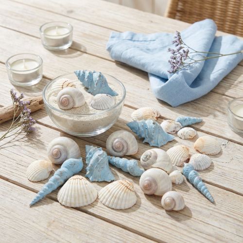 Muschel Deko Schneckenhäuser Blau 150g 3–5cm