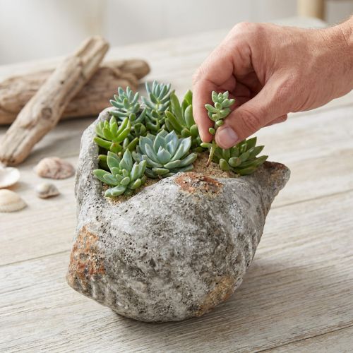 Blumentopf Muschel Stein Antikgrau 22×18×13cm