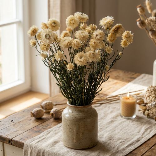 Trockendeko Strohblume Creme Helichrysum getrocknet 50cm 30g | Floristik24.de