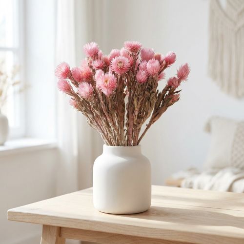Trockenblumen Capblumen Rosa H30cm