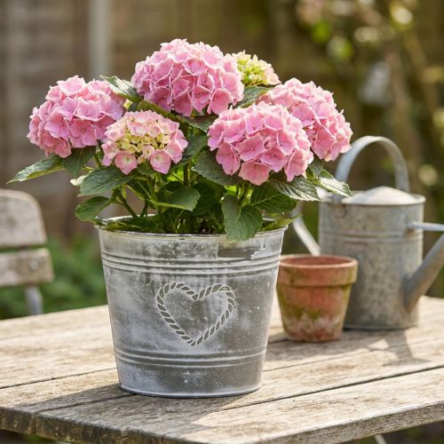 Blumentopf Shabby Chic Übertopf Metall Herz Ø22cm H17,5cm | Floristik24.de