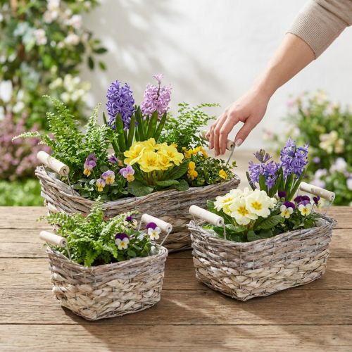Pflanzkorb mit Henkeln, Korbschale eckig, Naturgefäß zum Bepflanzen Shabby Chic Weiß gewaschen L30/25,5/21cm H12/11/10cm 3er-Set | Floristik24.de