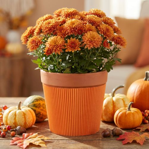 Plisseemanschetten für Blumentöpfe Orange 14,5cm 100 St | Floristik24.de