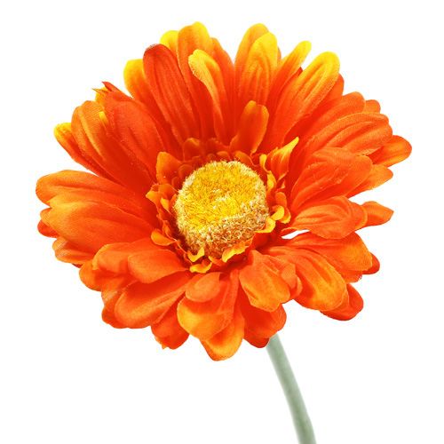 Gerbera Orange Ø10cm L55cm 6St