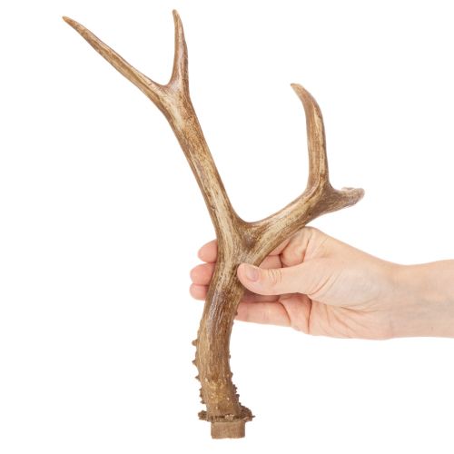 Künstliches Geweih naturgetreu rustikal 32cm | Floristik24.de