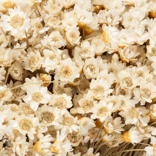 Artikel Trockenblumenstrauß zarte Blüten für natürliche Wohnraumdekoration 44cm