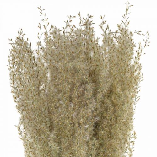 Floristik24 Getrocknete Gräser Ziergras für Trockenfloristik Deko Natur H55cm