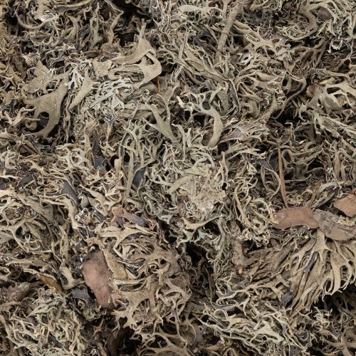 Dekomoos Graumoos für Bastelarbeiten 500g | Floristik24.de