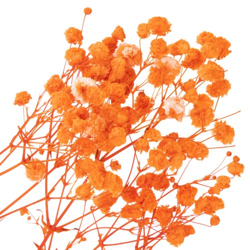 Schleierkraut Trockenblumenstrauß Gypsophila 75cm 100g | Floristik24.de