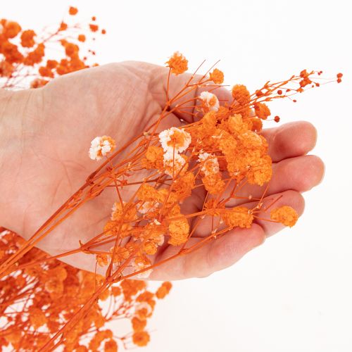 Schleierkraut Trockenblumenstrauß Gypsophila 75cm 100g | Floristik24.de