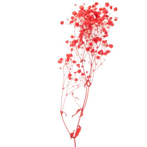 Trockenblumen Schleierkraut Gypsophila Bund 75cm 100g | Floristik24.de