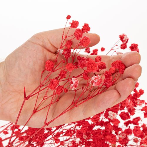 Trockenblumen Schleierkraut Gypsophila Bund 75cm 100g | Floristik24.de