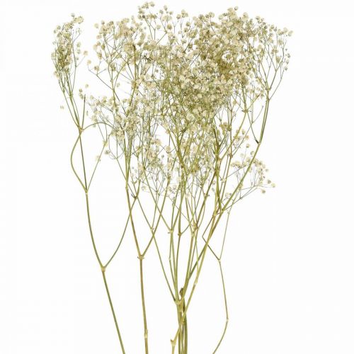 Floristik24 Getrocknetes Schleierkraut, Trockenfloristik, Gypsophila Weiß L64cm 20g