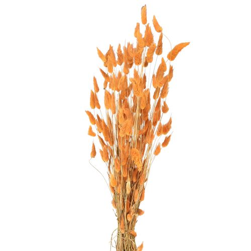 Floristik24 Lagurus Getrocknet Hasenschwanzgras Apricot Deko-Trockenblumen 55-60cm 50g