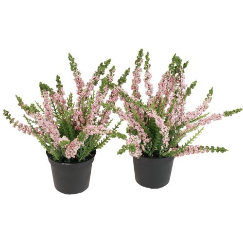 Erika Heidekraut Besenheide Heide im Topf Rosa H17cm 2er-Set