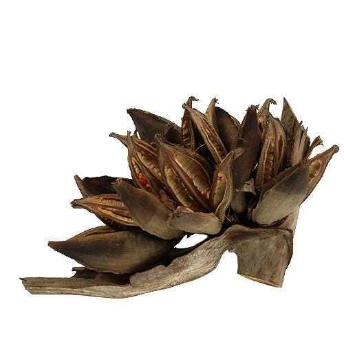 Holzdeko Penca Sororoca Natur 1 St