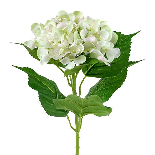 Hortensie Weiß-Grün 60cm | Floristik24.de