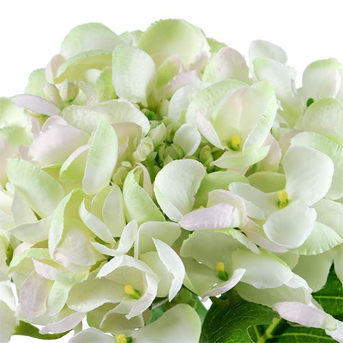 Hortensie Weiß-Grün 60cm | Floristik24.de