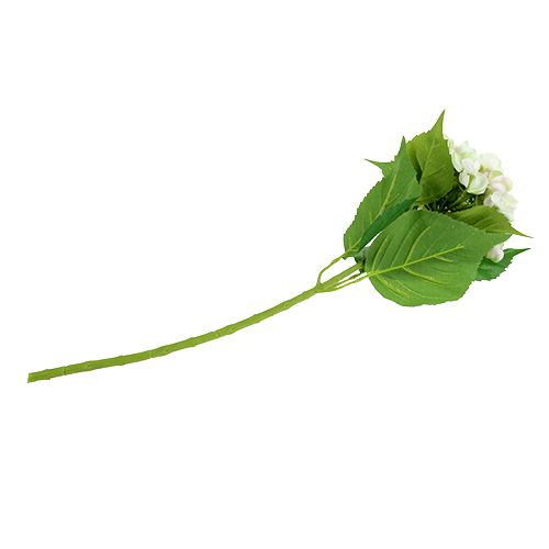 Hortensie Weiß-Grün 60cm | Floristik24.de