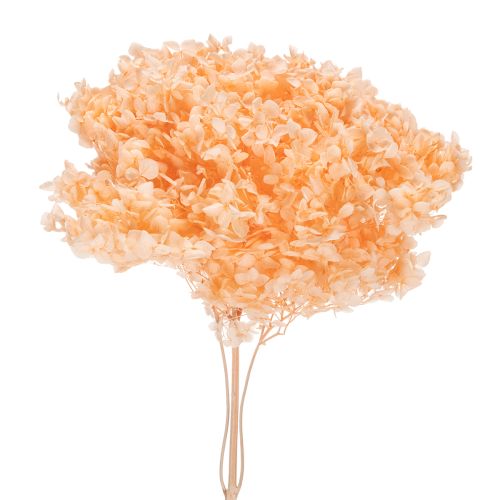 Floristik24 Hortensie Trockenblumenstrauß für elegante Floristik Dekorationen zuhause 65cm