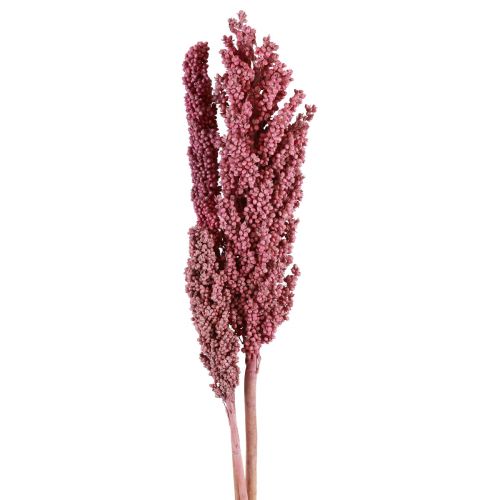 Indian Corn Trockenblumen Indischer Mais Pink 75cm 3St
