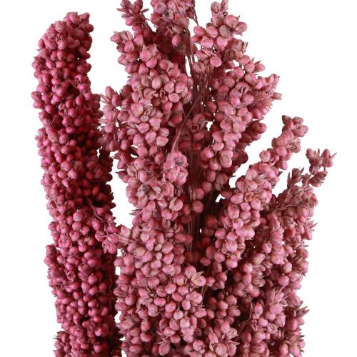 Floristik24 Indian Corn Trockenblumen Indischer Mais Pink 75cm 3 St
