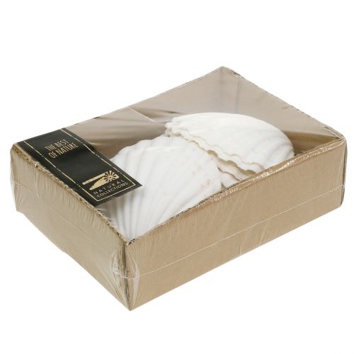 Floristik24 Jakobsmuschel Weiß 15 St