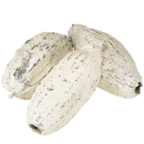 Kakaofrüchte weißgewaschen 15 St