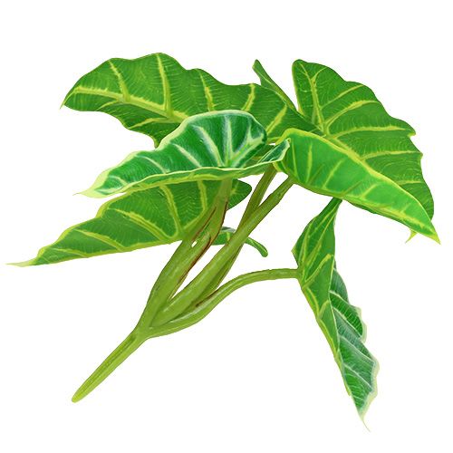 Floristik24 Kaladie Grün, Creme 20cm