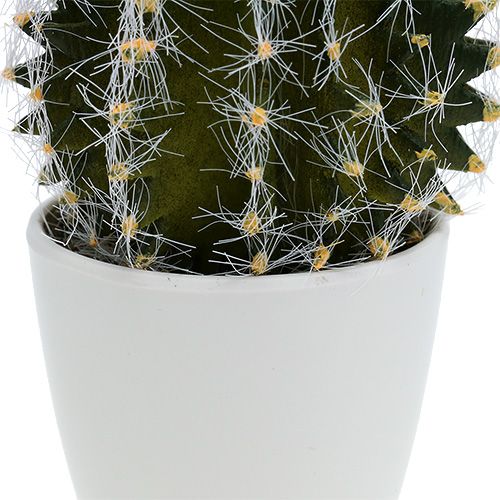 Floristik24 Kaktus im Topf Grün 14cm