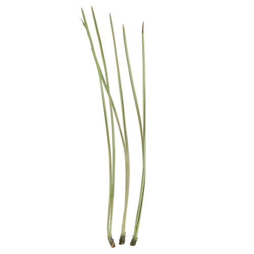 Floristik24 Kiefernnadeln Grün Bastelbedarf Weihnachten 50g 3St