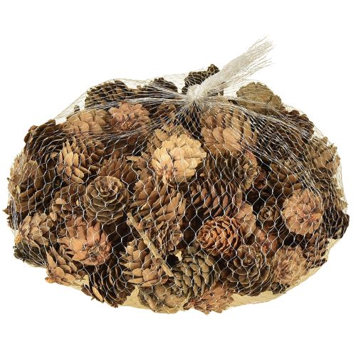 Kiefernzapfen Natur Kleine Zapfen Deko im Netz 2,5-3,5cm 300g | Floristik24.de