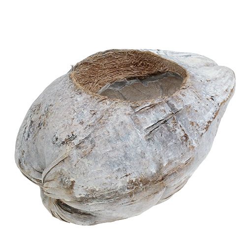 Kokosnuss zum Bepflanzen Weiß 16cm x 22cm H14cm