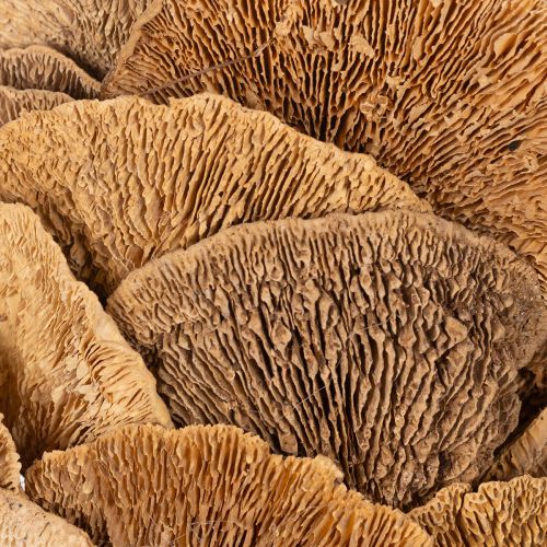 Baumschwamm Kranz naturfarben für Tür oder Wanddekoration 37cm | Floristik24.de