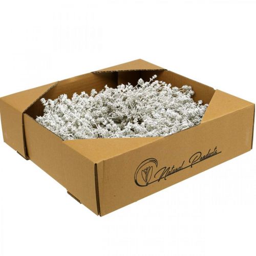 Artikel Weihnachtskranz Weiß Trockenblumenkranz Leinenkraut Ø34cm