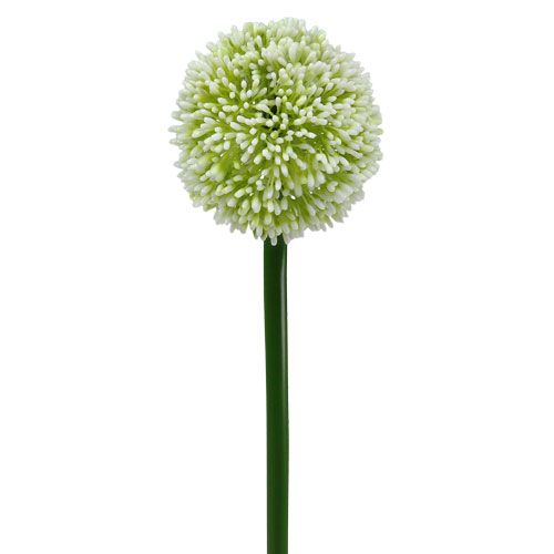 Floristik24 Künstliches Allium Weiß Ø10cm L65cm