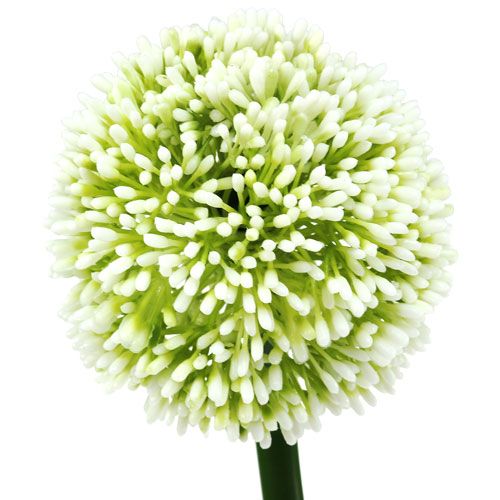 Floristik24 Künstliches Allium Weiß Ø10cm L65cm
