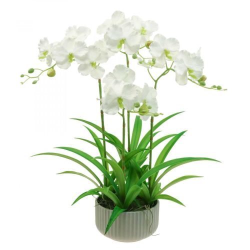 Floristik24 Künstliche Orchideen Kunstblumen im Topf Weiß 60cm