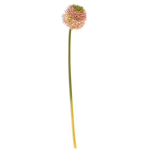 Floristik24 Künstlicher Allium Zierlauch Rosa Grün Ø10cm L65cm