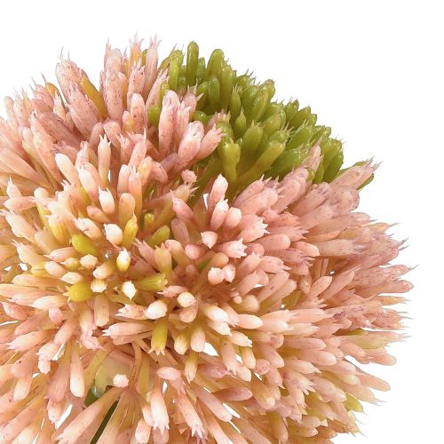 Floristik24 Künstlicher Allium Zierlauch Rosa Grün Ø10cm L65cm