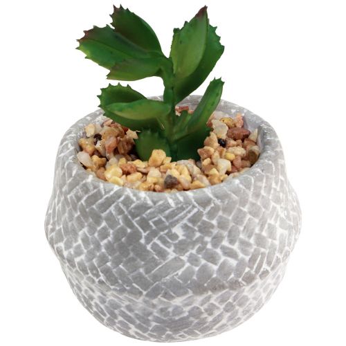 Floristik24 Kunstpflanzen Sukkulenten Künstliche Grünpflanze 11-14cm 3St