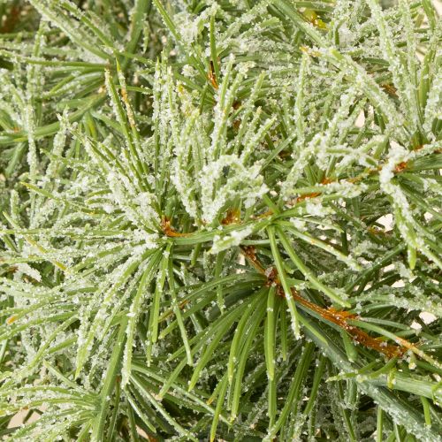 Artikel Dekorative Lärchengirlande für stimmungsvolle Raumgestaltung 250cm