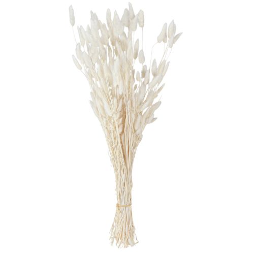 Floristik24 Trockenblumen Lagurus Natur – Flauschiges Hasenschwanzgras in Creme-Weiß 55-70cm 100g